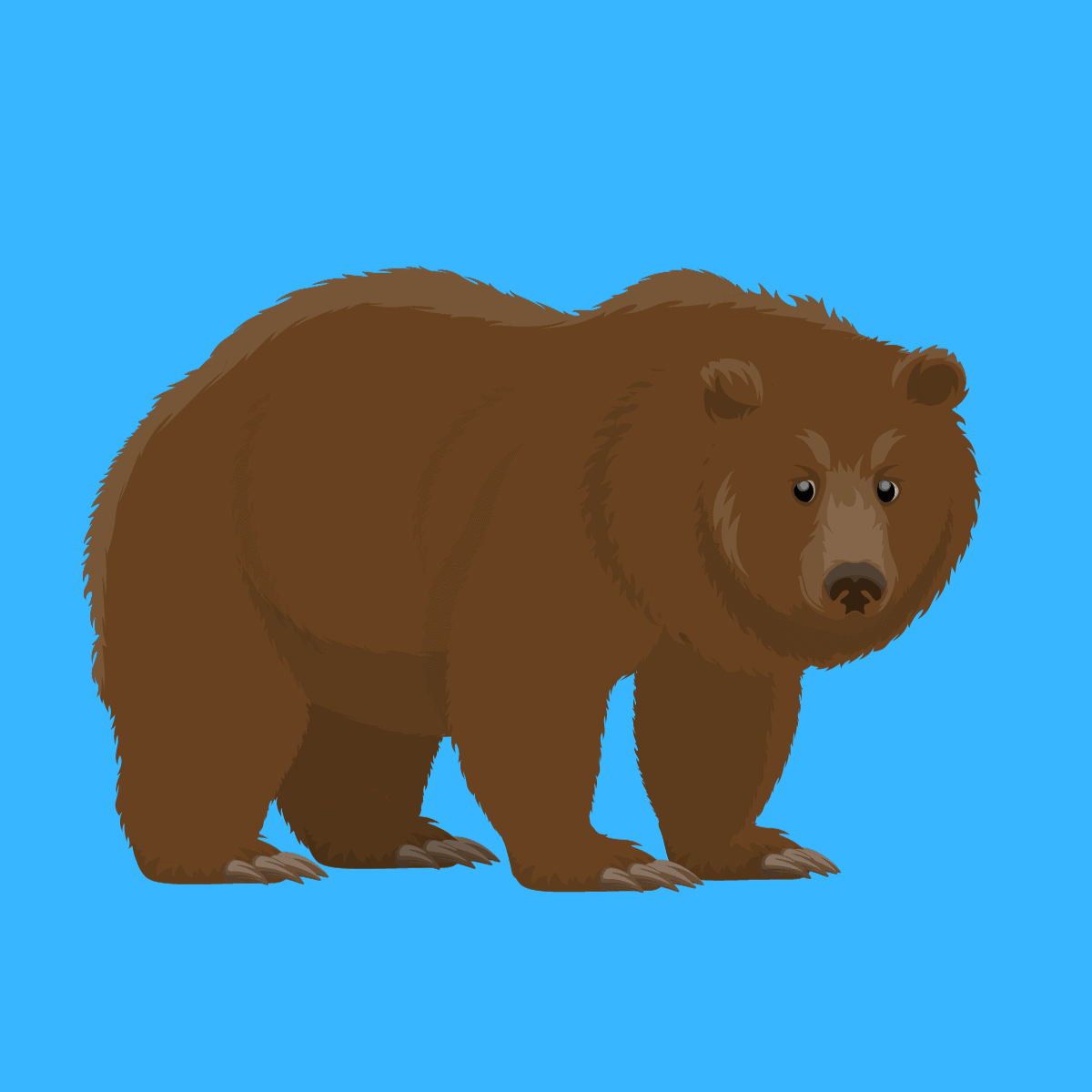 brown bear on blue background.