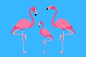 39 Funny Flamingo Jokes - Here's a Joke