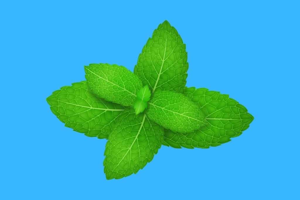 Cartoon graphic of a bunch of mint leaves on a blue background.