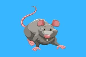 Cartoon graphic of a smiling rat on all fours on a blue background.