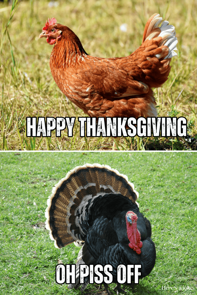 45 Funny Turkey Puns and Jokes Here's a Joke
