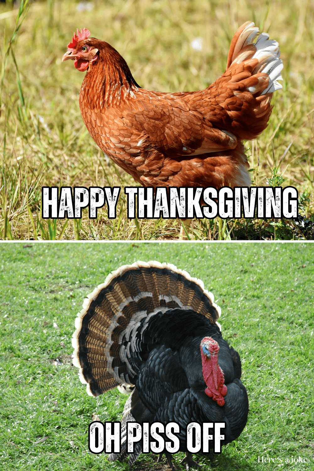 thanksgiving turkey meme.