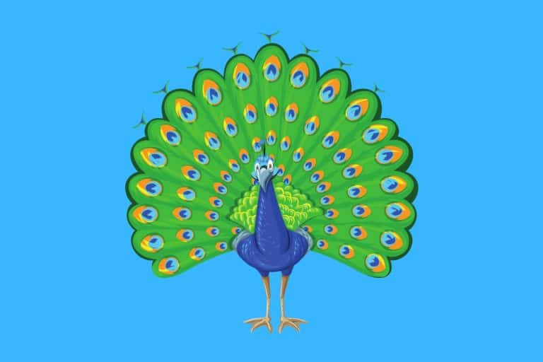 25 Funny Peacock Jokes - Here's a Joke