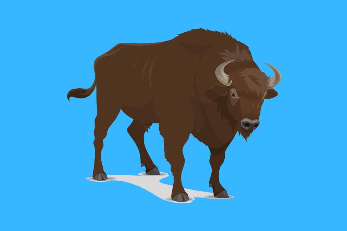 Cartoon graphic of a large bison on a blue background.