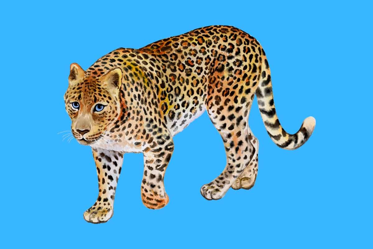 Cartoon graphic of a leopard with blue eyes walking on a blue background.